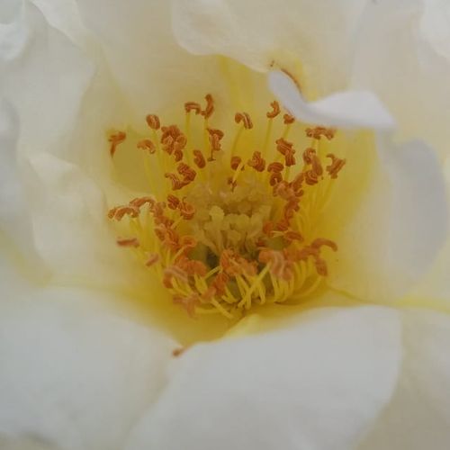 Online rózsa kertészet - virágágyi floribunda rózsa - fehér - Rosa Irène Frain™ - diszkrét illatú rózsa - Dominique Massad - Kisebb termetű (60cm) bokrai szépen mutatnak szegélyágyak középső soraiban és melegebb színárnyalatú növények társaságában.